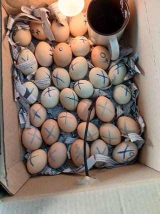 은행5k35000원님의 기타작물 · 영농일지 작성글 사진