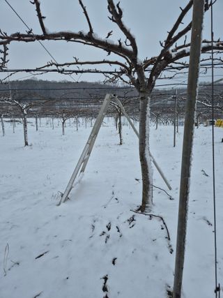 신인농원님의 기타작물 · 영농일지 작성글 사진