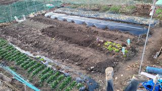 김영규님의 기타작물 · 영농일지 작성글 사진