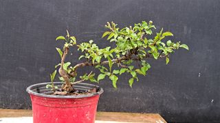 이정운님의 기타작물 · 영농일지 작성글 사진