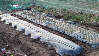 김영규님의 기타작물 · 영농일지 작성글 사진