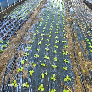 박용열조물주님 님의 상추 · 영농일지 작성글 사진