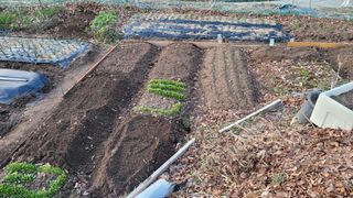 김영규님의 기타작물 · 영농일지 작성글 사진