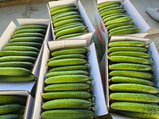 조영숙님의 오이 · 영농일지 작성글 사진