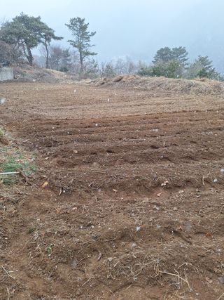 한정술님의 들깨 · 영농일지 작성글 사진