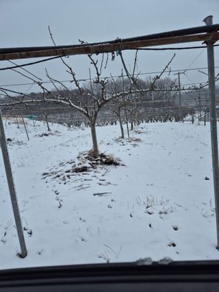 신인농원님의 기타작물 · 영농일지 작성글 사진