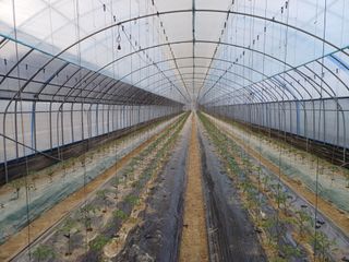 전원수님의 기타작물 · 영농일지 작성글 사진