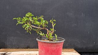 이정운님의 기타작물 · 영농일지 작성글 사진