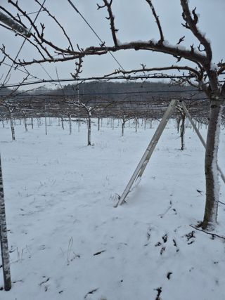 신인농원님의 기타작물 · 영농일지 작성글 사진