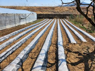 박유순님의 감자 · 영농일지 작성글 사진