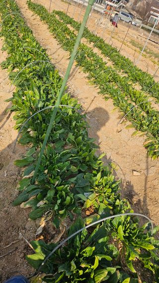 김동길님의 기타작물 · 영농일지 작성글 사진