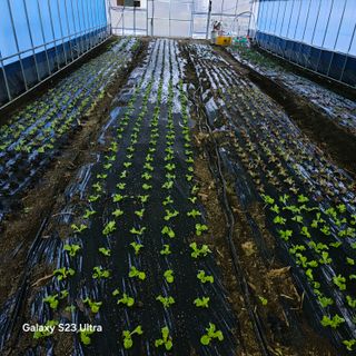 박용열조물주님 님의 상추 · 영농일지 작성글 사진