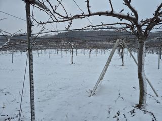 신인농원님의 기타작물 · 영농일지 작성글 사진