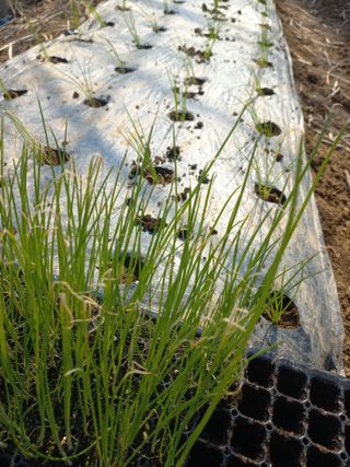 농민님의 기타작물 · 영농일지 작성글 사진