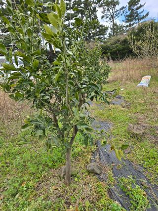 Captain김상곤님의 매실 · 영농일지 작성글 사진