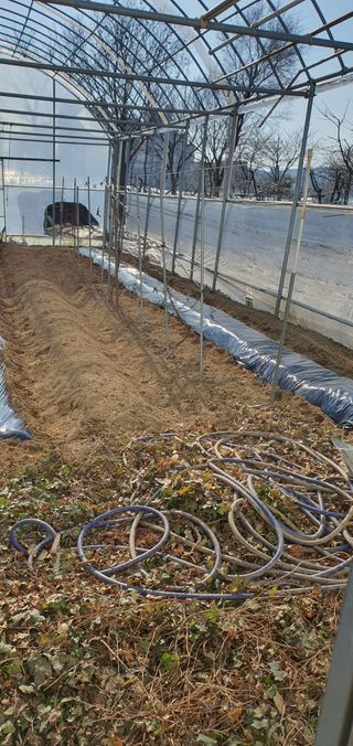 김성태님의 기타작물 · 영농일지 작성글 사진