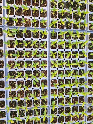 김정기 님의 기타작물 · 영농일지 작성글 사진