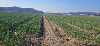 구춘봉님의 마늘 · 영농일지 작성글 사진