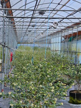 제주 지안이네농장님의 기타작물 · 영농일지 작성글 사진