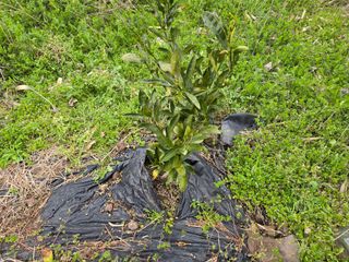 Captain김상곤님의 매실 · 영농일지 작성글 사진