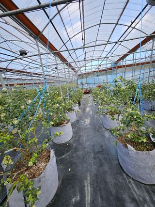 제주 지안이네농장님의 기타작물 · 영농일지 작성글 사진