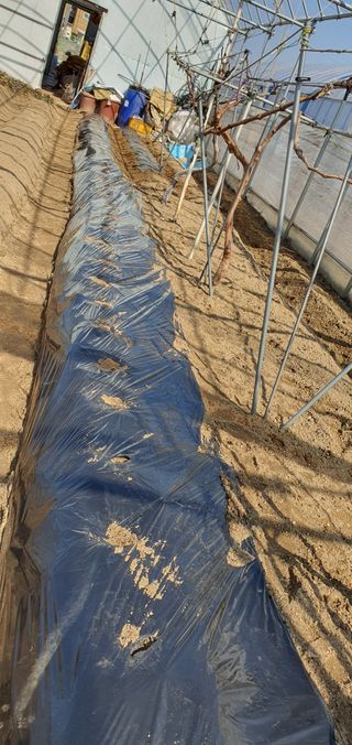 김성태님의 기타작물 · 영농일지 작성글 사진