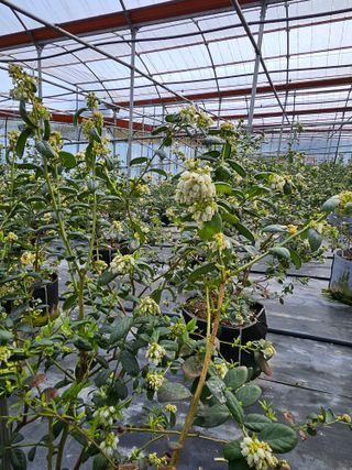 제주 지안이네농장님의 기타작물 · 영농일지 작성글 사진