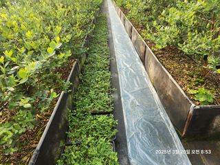 고흥아이베리팜님의 기타작물 · 영농일지 작성글 사진