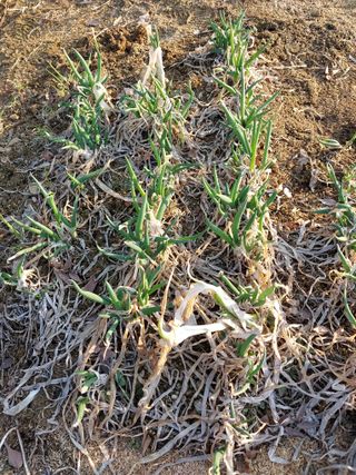 금복주님의 기타작물 · 영농일지 작성글 사진