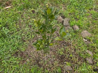 Captain김상곤님의 매실 · 영농일지 작성글 사진