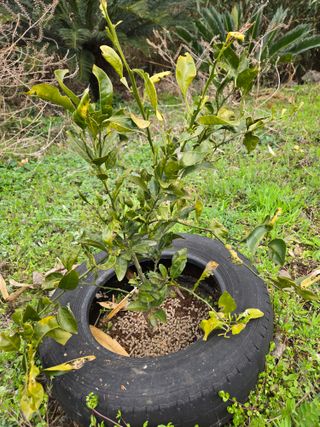 Captain김상곤님의 매실 · 영농일지 작성글 사진
