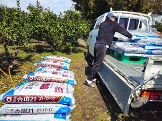 새달귤농장님의 귤 · 영농일지 작성글 사진