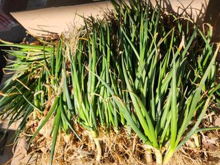 구봉갑산님의 파 · 영농일지 작성글 사진