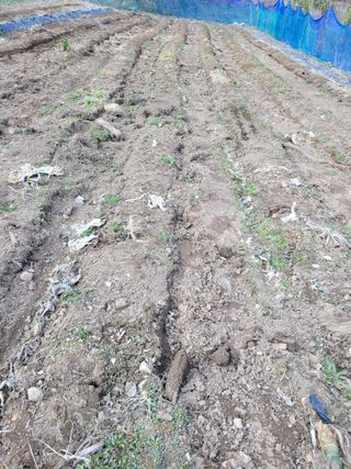 이의도님의 고추 · 영농일지 작성글 사진