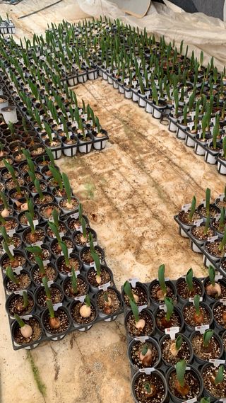 원스피릿팜님의 기타작물 · 영농일지 작성글 사진