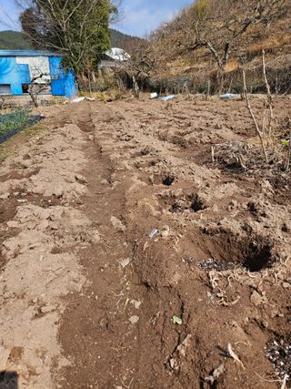정일선님의 기타작물 · 영농일지 작성글 사진