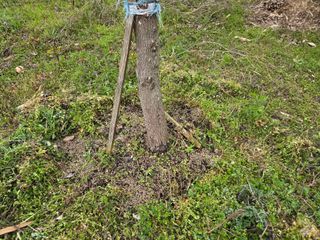 Captain김상곤님의 매실 · 영농일지 작성글 사진