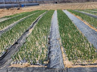 구봉갑산님의 파 · 영농일지 작성글 사진