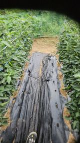 팜모닝 기타작물·영농일지 게시글 이미지