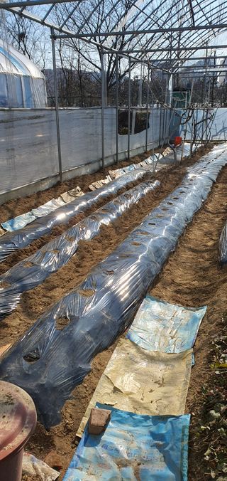 김성태님의 기타작물 · 영농일지 작성글 사진