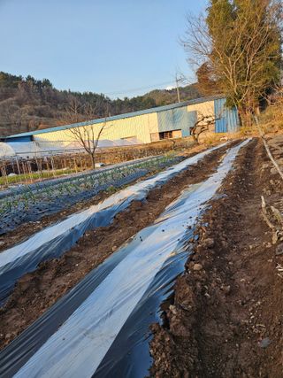 정일선님의 기타작물 · 영농일지 작성글 사진