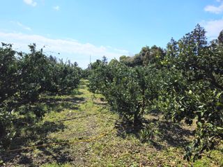 새달귤농장님의 귤 · 영농일지 작성글 사진