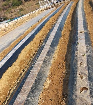 HMH님의 감자 · 영농일지 작성글 사진