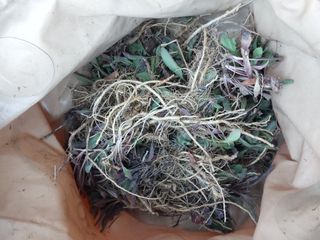 금복주님의 기타작물 · 영농일지 작성글 사진