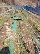 팜모닝 고추·영농일지 게시글 이미지