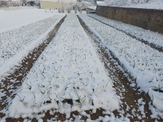 김정태님의 마늘 · 영농일지 작성글 사진