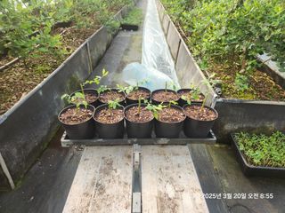 고흥아이베리팜님의 기타작물 · 영농일지 작성글 사진