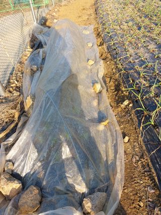 금복주님의 기타작물 · 영농일지 작성글 사진