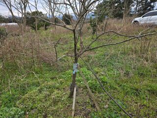 Captain김상곤님의 매실 · 영농일지 작성글 사진