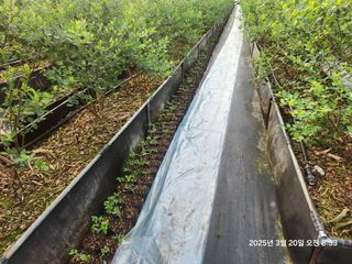 고흥아이베리팜님의 기타작물 · 영농일지 작성글 사진